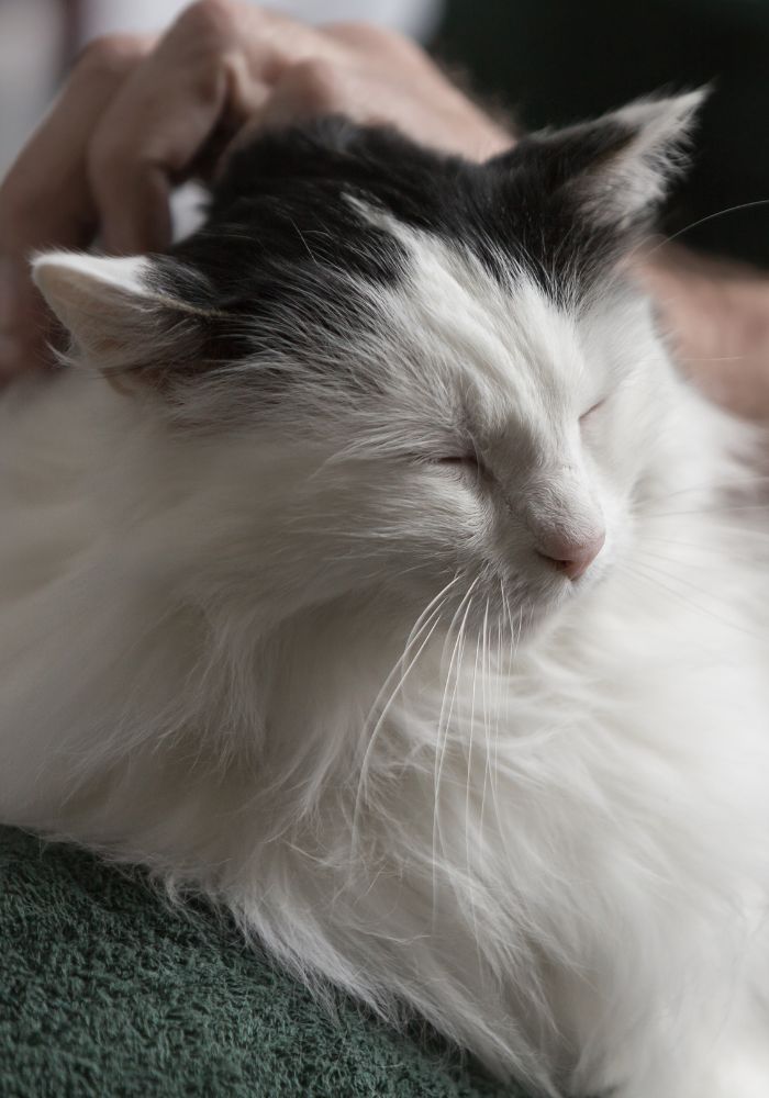 Senior cat special needs pet sitting brantford ancaster ontario